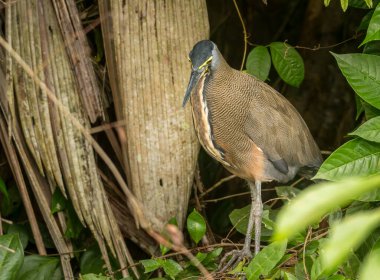 Kosta Rika 'daki Tortuguero Ulusal Parkı' nda çıplak boğazlı Tiger-Heron veya Tigrisoma mexicanum
