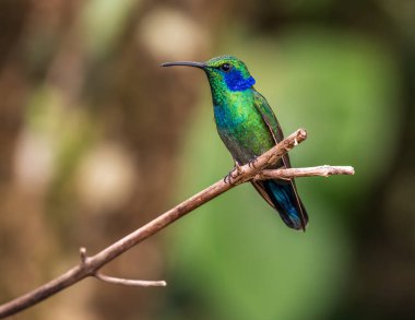 Küçük Menekşe sinekkuşu Kosta Rika yağmur ormanlarındaki bir ağacın dalına tünemişti.