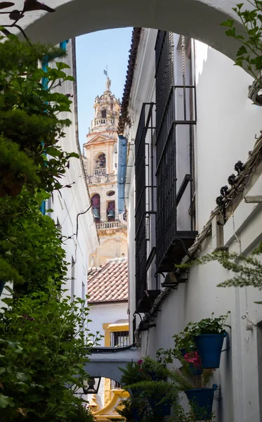 Street, virágok, Cordoba, Spanyolország — Stock Fotó