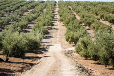 Andalucia ufukta ulaşan zeytin ağaçları