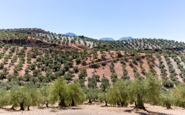 Andalucia ufukta ulaşan zeytin ağaçları