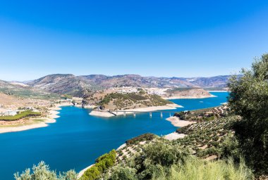 Zeytin ağaçları Andalucia Gölü Iznajar çevresinde