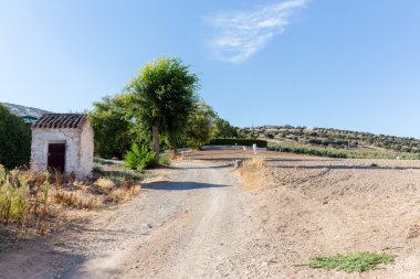 Zeytin ağaçları yamaca yukarıdaki alan kuru
