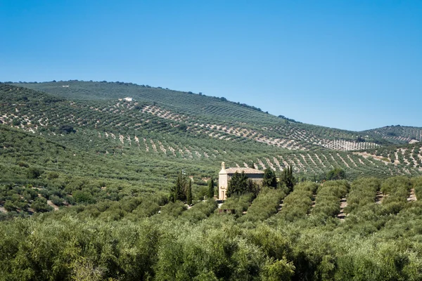 Olivos que llegan al horizonte en Andalucía — Foto de Stock