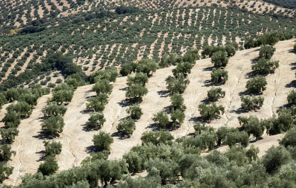 Azeitonas que chegam ao horizonte na Andaluzia — Fotografia de Stock