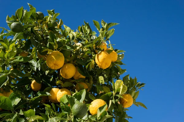 Hybrydowy drzewo rosnące pomarańcze i cytryny — Zdjęcie stockowe
