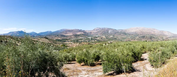 Olive trees reaching to horizon in Andalucia — Stock Photo, Image