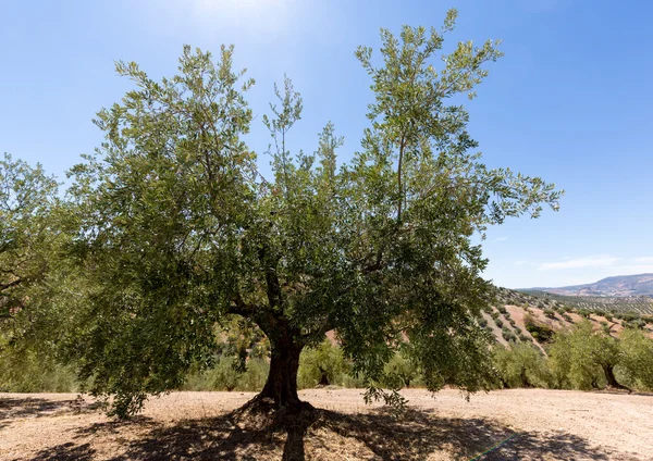Olivenbäume bis zum Horizont in Andalusien — Stockfoto