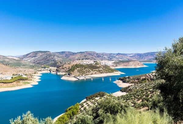 Olive trees around Lake Iznajar in Andalucia — Stock Photo, Image