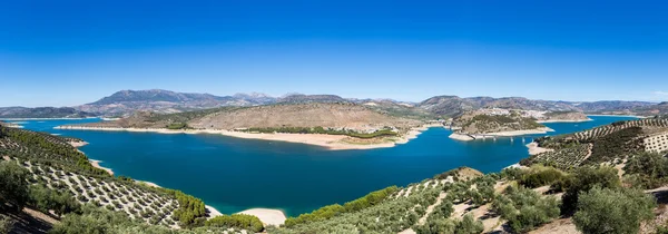 Olive trees around Lake Iznajar in Andalucia — Stock Photo, Image