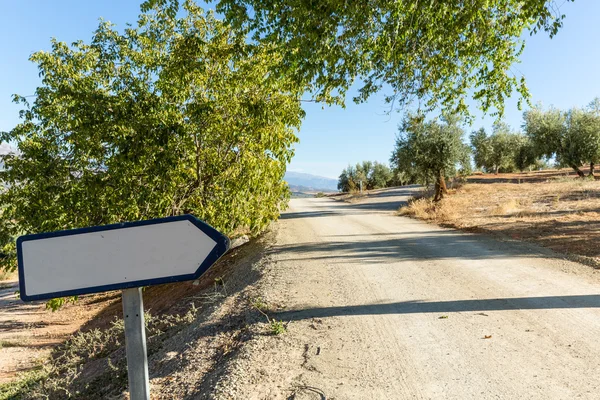 Toprak yol işareti ile yukarıda yamaca zeytin ağaçları — Stok fotoğraf