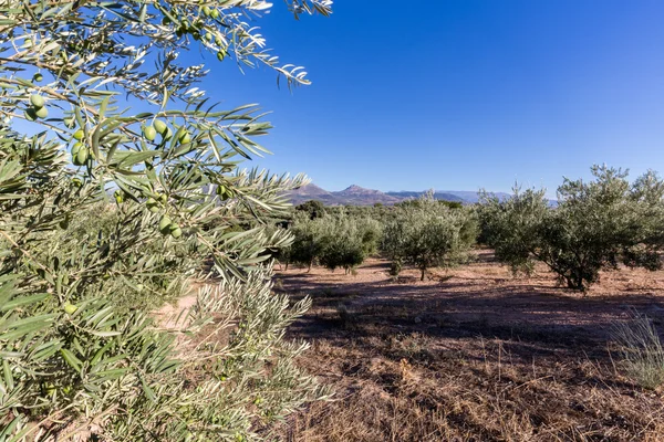 Оливковые деревья, приближающиеся к горизонту в Андалусии — стоковое фото