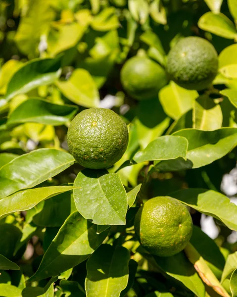 Hybrydowy drzewo rosnące pomarańcze i cytryny — Zdjęcie stockowe
