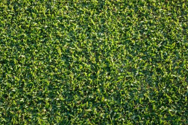 Yukarıdan aşağıya yeni biçilmis çim çim görünümünü