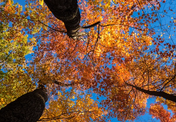 Levant les yeux vers des feuilles d'automne éclairées par le soleil — Photo