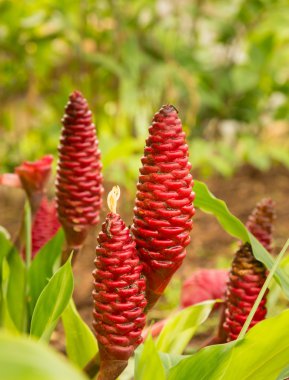 Kauai plantasyon içinde büyüyen zencefil bitki şampuan
