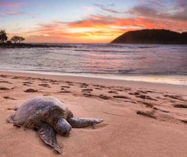 Moloa'a Beach, Kauai, Hawaii, deniz kaplumbağası