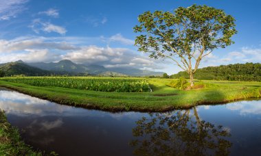 Kauai Hanalei'deki Vadisi'nin panoramik görünüm