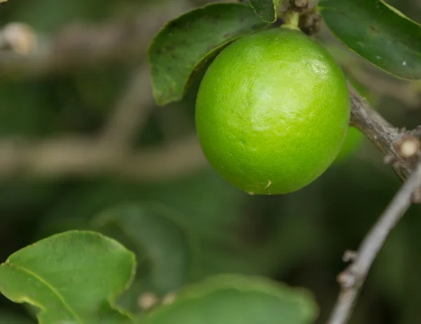 TAHITIAN lub Perski wapno owoców rosnących w plantacji w Kauai — Zdjęcie stockowe