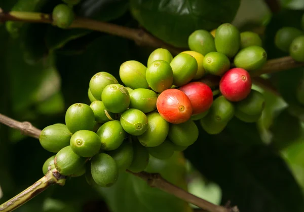 Hawaiian Kona Kahve Barbunya plantasyon içinde büyüyen ağaç üzerinde — Stok fotoğraf