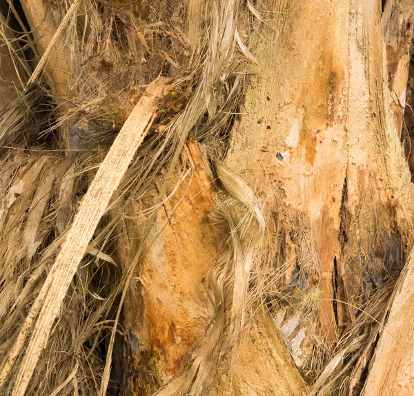 Pelar la corteza fibrosa del árbol que crece en la plantación en Kauai —  Fotos de Stock