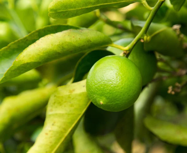 TAHITIAN lub Perski wapno owoców rosnących w plantacji w Kauai — Zdjęcie stockowe