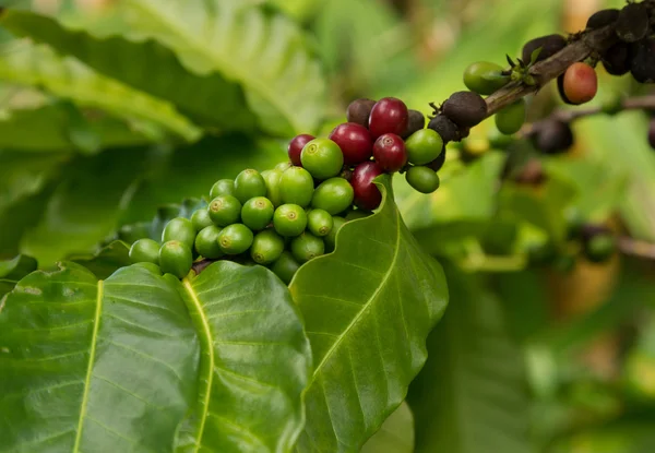 Hawajski ziaren kawy Kona czerwony drzewo rosnące w plantacji w — Zdjęcie stockowe