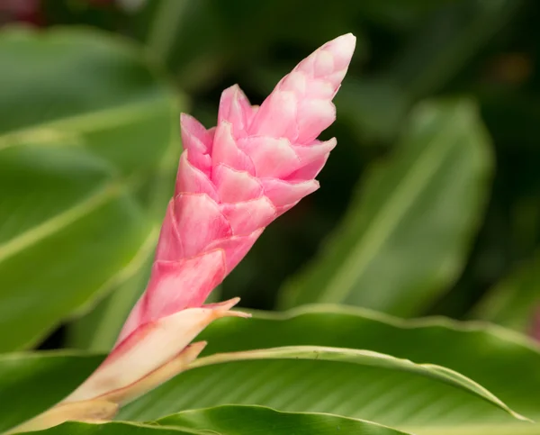 Kauai plantasyon içinde büyüyen zencefil bitki pembe — Stok fotoğraf