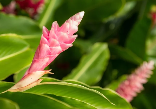Kauai plantasyon içinde büyüyen zencefil bitki pembe — Stok fotoğraf