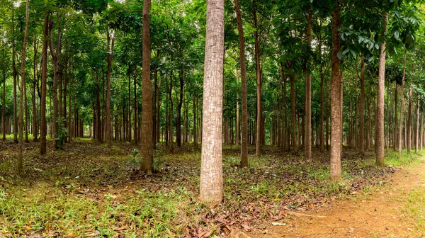 Mahogny plantage i Kauai, Hawaii — Stockfoto