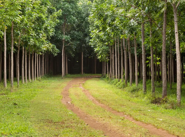 Plantación de caoba en Kauai, Hawaii — Foto de Stock