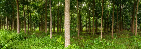 Plantación de caoba en Kauai, Hawaii — Foto de Stock