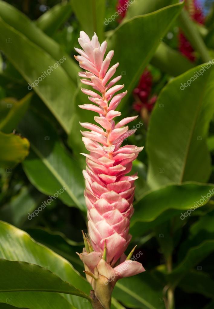 Pink Ginger Plant Growing In Plantation In Kauai Stock Photo Image By C Steveheap 91836246