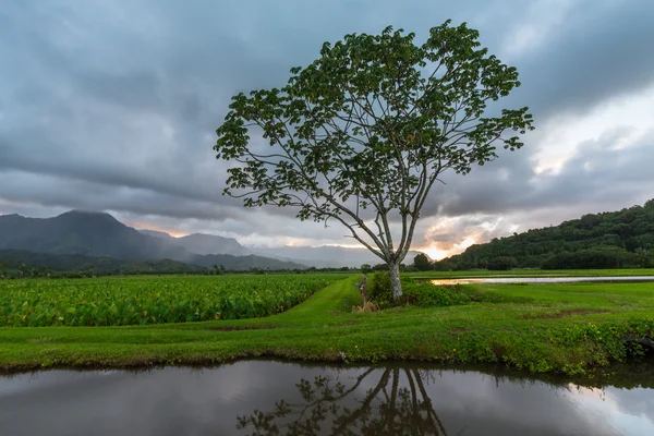 Vista panorámica del valle de Hanalei en Kauai — Foto de Stock