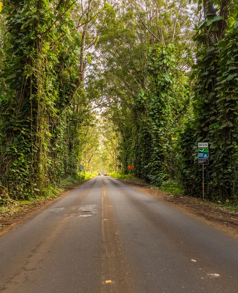 Berömda träd Tunnel av eukalyptusträd — Stockfoto