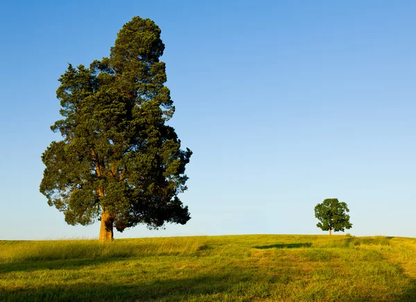 Großer Baum dominiert kleinen Baum am Hang — Stockfoto
