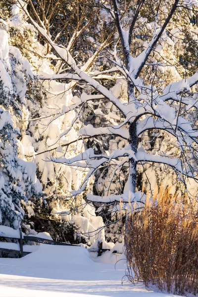 Nieve profunda en derrapes cubre abeto — Foto de Stock