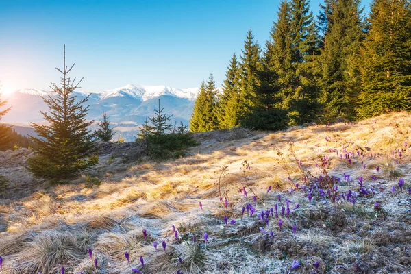 Beautiful spring flowers — Stock Photo, Image