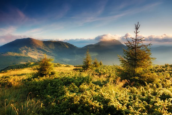 Prachtig zomers landschap — Stockfoto