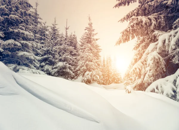 Bosque de nieve en invierno —  Fotos de Stock