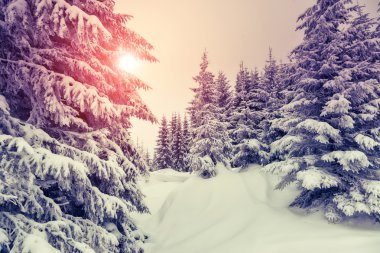 harika kış manzarası