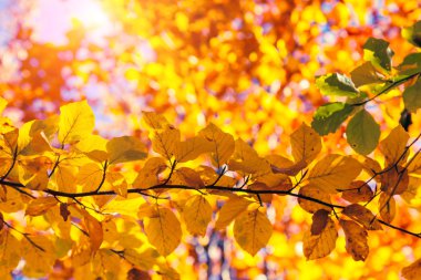 ormandaki sonbahar yaprak