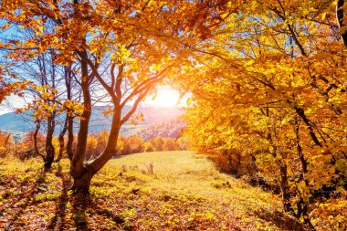 renkli sonbahar orman