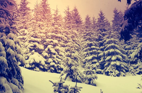 Wonderful winter landscape — Stock Photo, Image