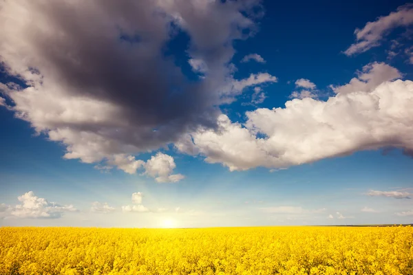 Geel veld — Stockfoto