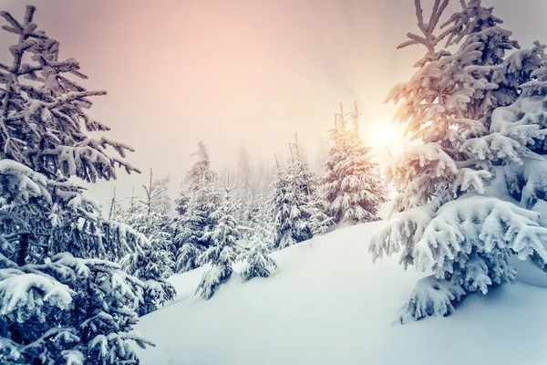 Meraviglioso paesaggio invernale — Foto Stock