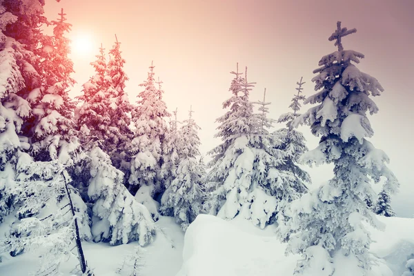 Underbart vinterlandskap — Stockfoto