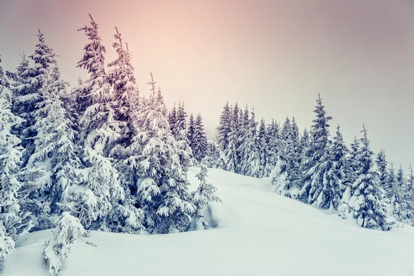 Meraviglioso paesaggio invernale — Foto Stock