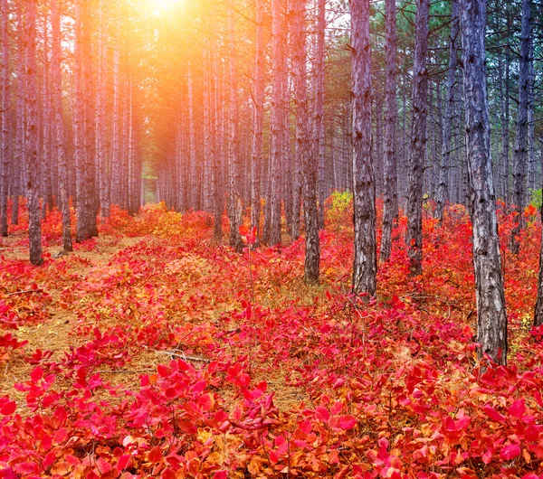 Herbst — Stockfoto