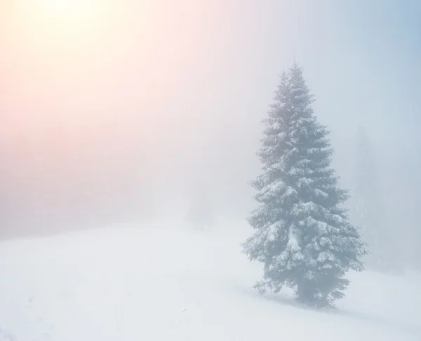 Winter — Stock Photo, Image